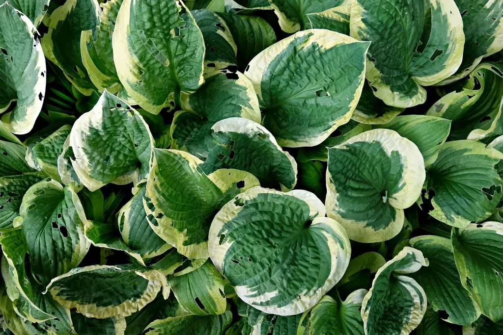 #10 - Hostas (Yes, Even If You Thought They Were Boring) (Image Credits: Rawpixel)