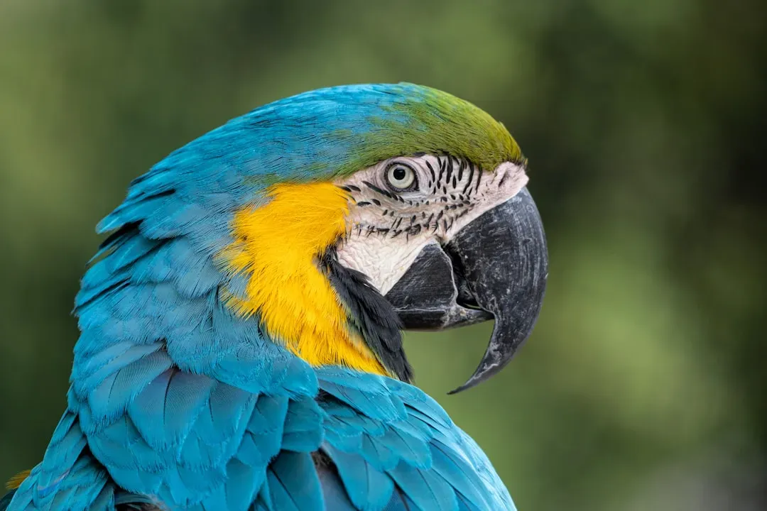 #4 – Macaws That Refused Interaction With Anyone But Their Owner (Image Credits: Unsplash)