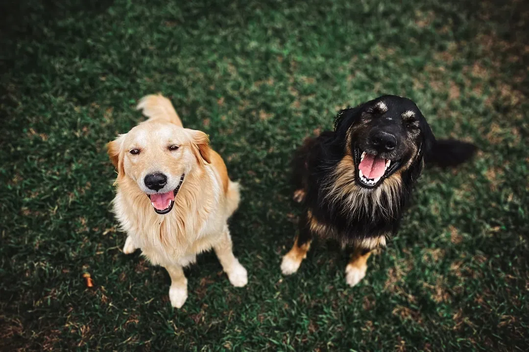 12. Canine Brucellosis (Image Credits: Unsplash)