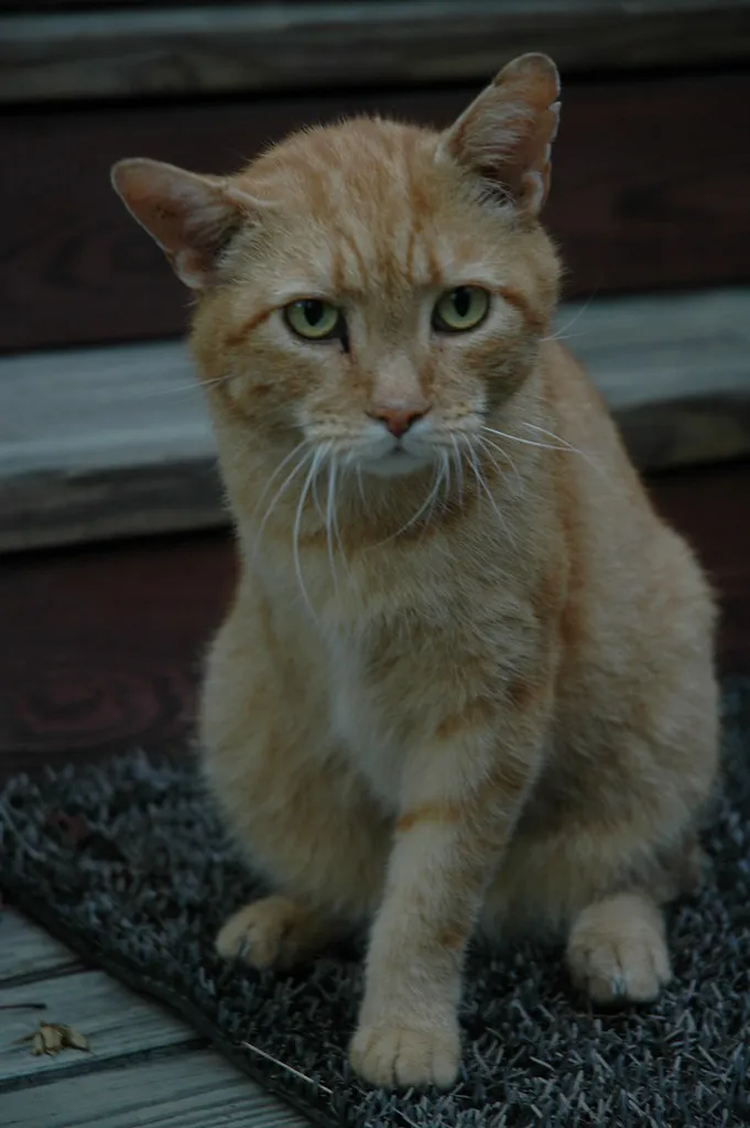 #17 - Three-Legged Cats Trigger Instant Sympathy That Rarely Converts (cygnus921, Flickr, CC BY 2.0)