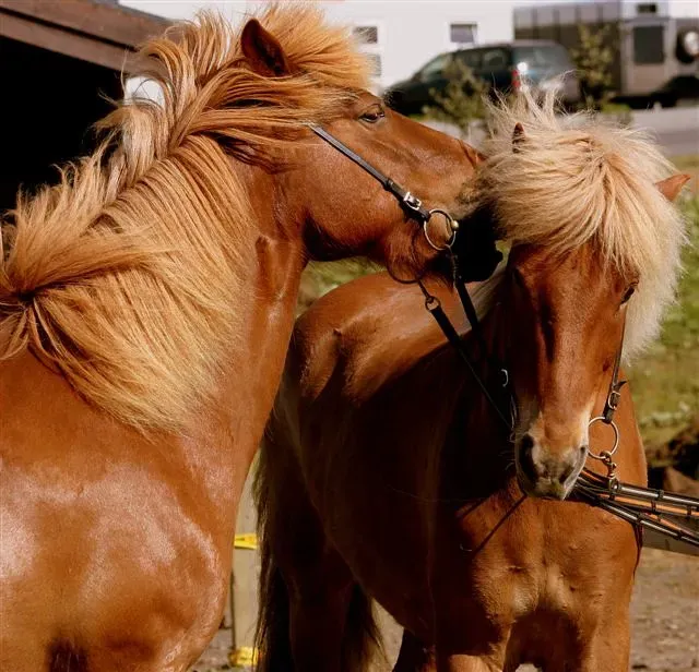 Domestic Horses Link Faces to Vocalizations (Image Credits: Flickr)