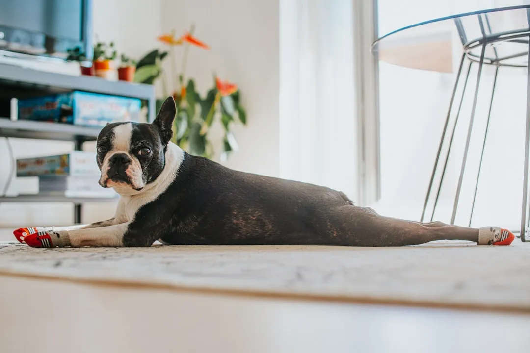 #20 - Boston Terrier: Compact Goofball with Manageable Needs (Built for Quiet) (Image Credits: Unsplash)