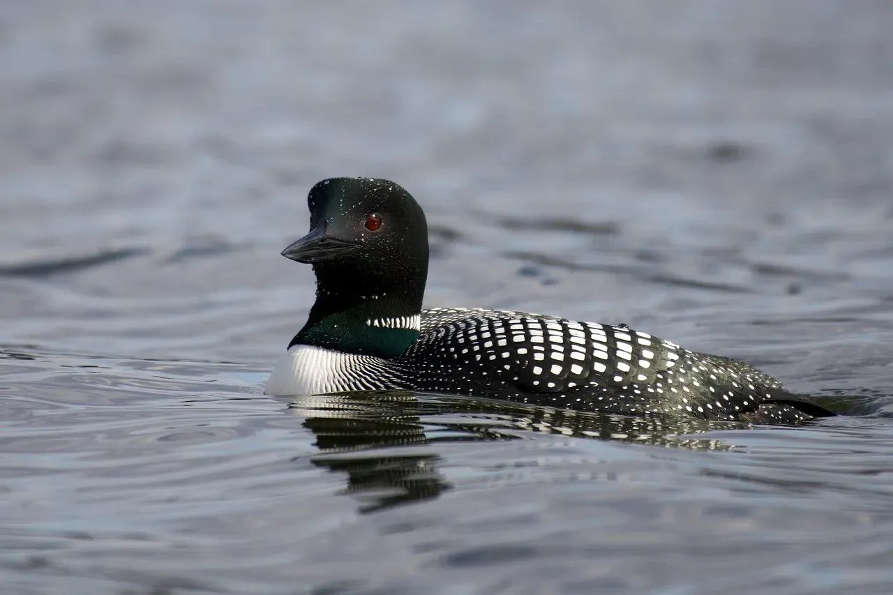 Common Loon: Minnesota's Lake Phantom (Image Credits: Pixabay)