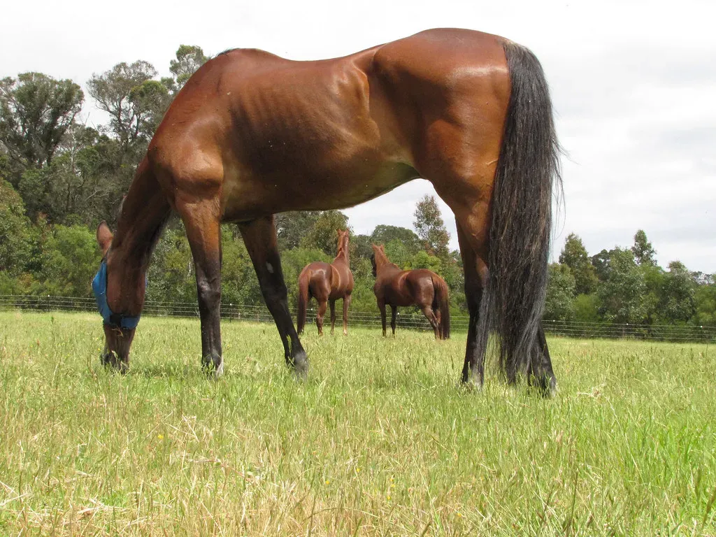 Horse Medicine as a Guide for Personal Boundaries (Red Moon Sanctuary, Flickr, CC BY 2.0)