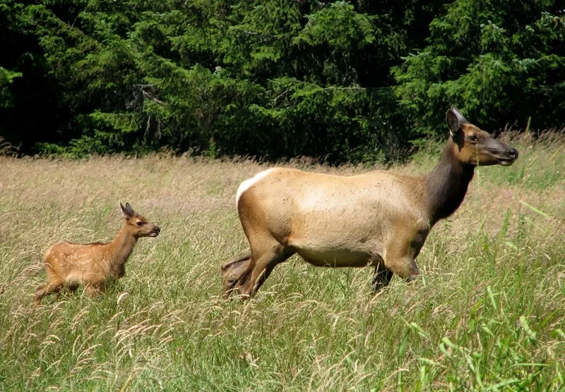 How This Subtle Difference Changes How We See &ldquo;Good&rdquo; Mothering (Redwood National and State Parks, Flickr, CC BY 2.0)