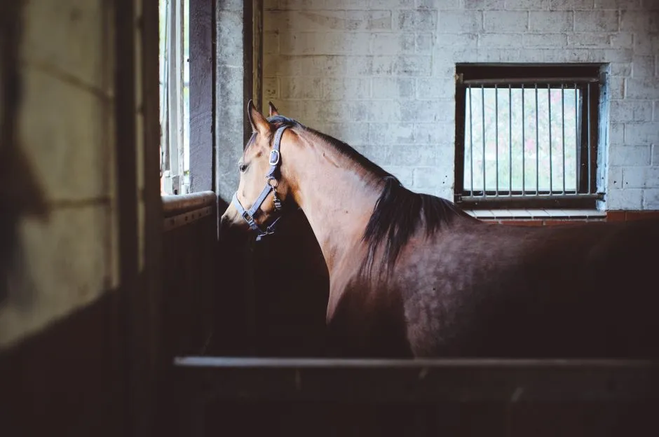#13 - Relaxing Its Neck and Back Under Saddle (Image Credits: Pexels)
