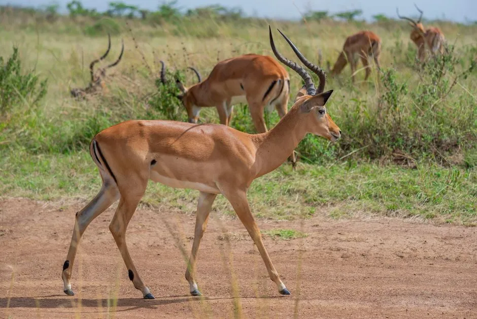 Impala for Quick and Frequent Success (Image Credits: Pexels)