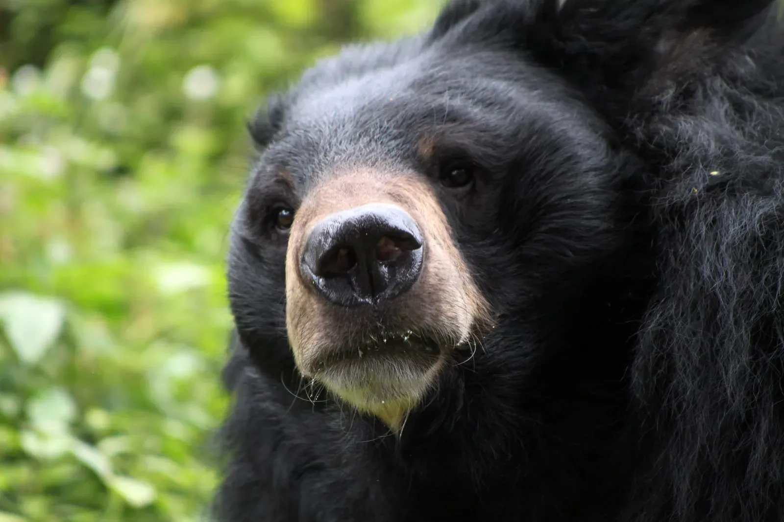 Their Sense of Smell Is Absolutely Extraordinary (Image Credits: Wikimedia)