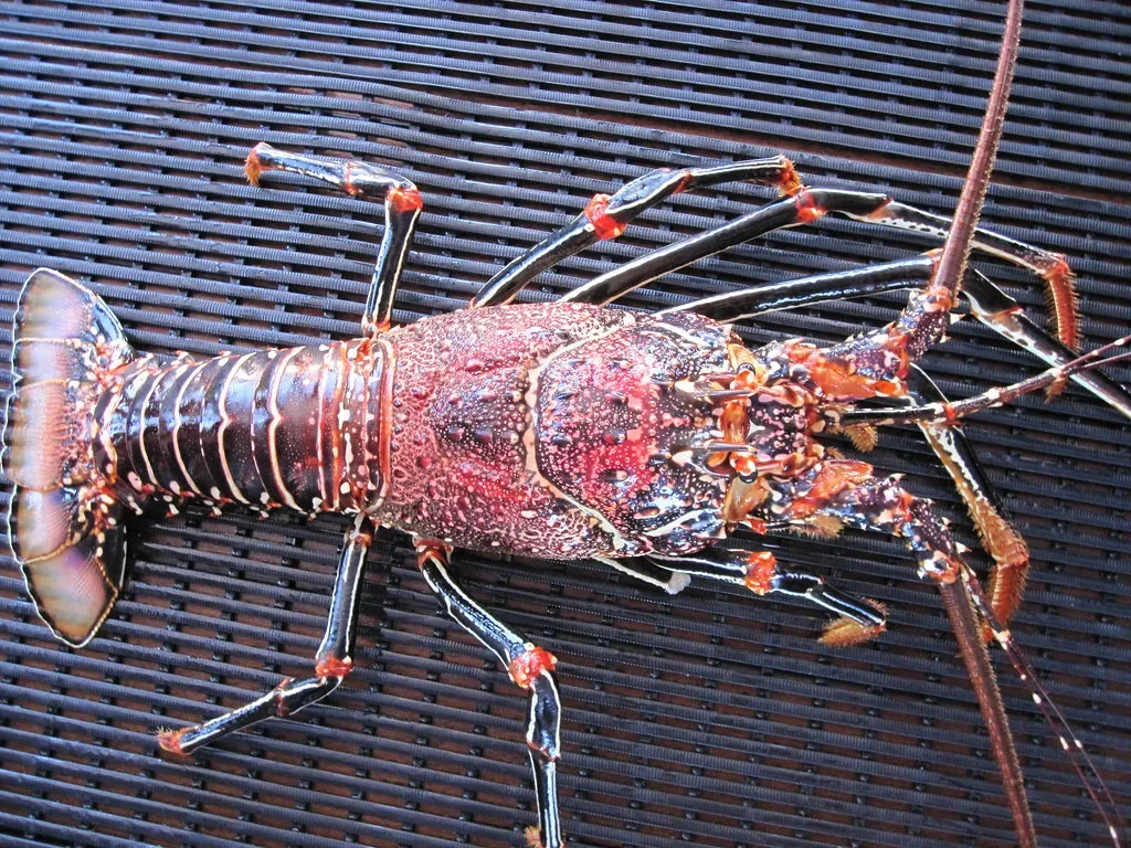 What the Biology Actually Tells Us (TheTerraMarProject, Flickr, CC BY 2.0)