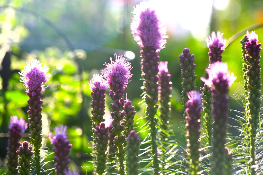 #17 - Blazing Star: Liatris That Attracts Specialist Bees (Image Credits: Unsplash)