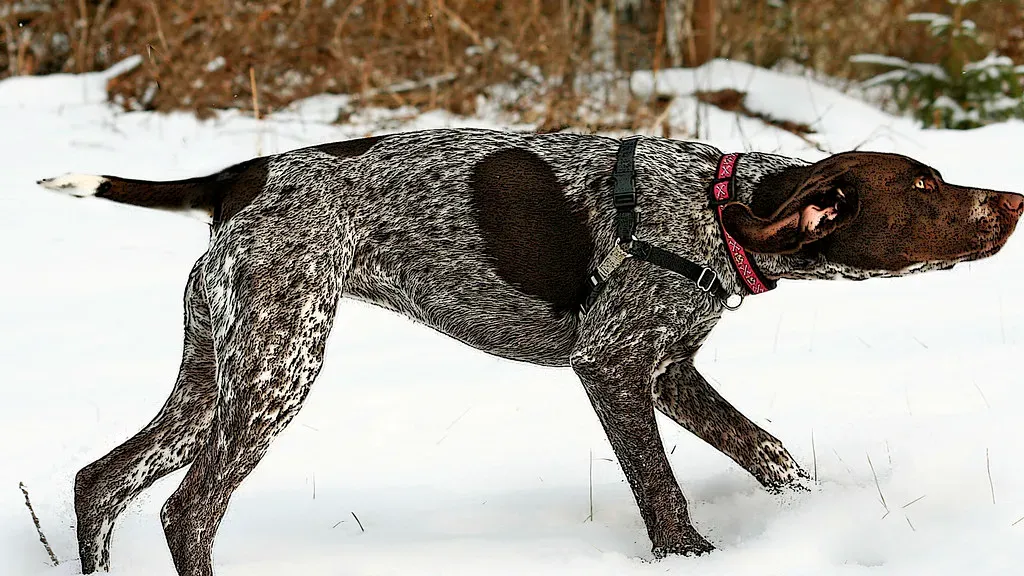 Vitiligo-Affected Dogs: The Changing Canvas (Image Credits: Flickr)