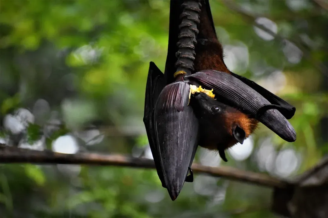 The Night Shift: How Much Insects Do Bats Really Eat? (Image Credits: Unsplash)