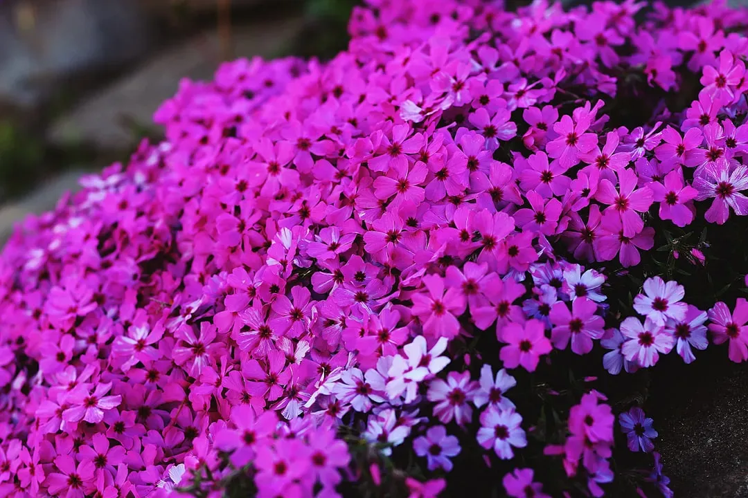 #13 &ndash; Phlox Bridges the Gaps When Other Plants Take a Breath (Image Credits: Unsplash)