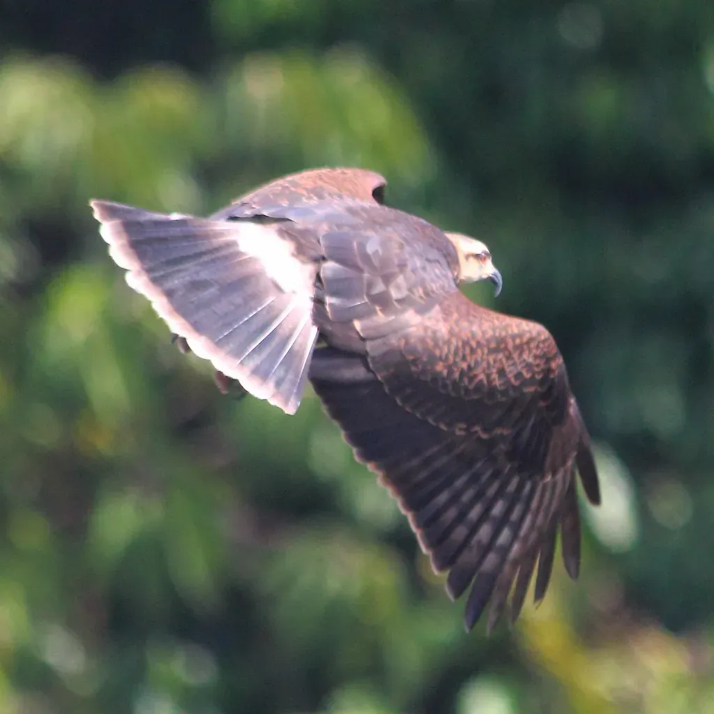 3. Everglade Snail Kite: A Raptor Built for One Meal (ryanacandee, Flickr, CC BY 2.0)