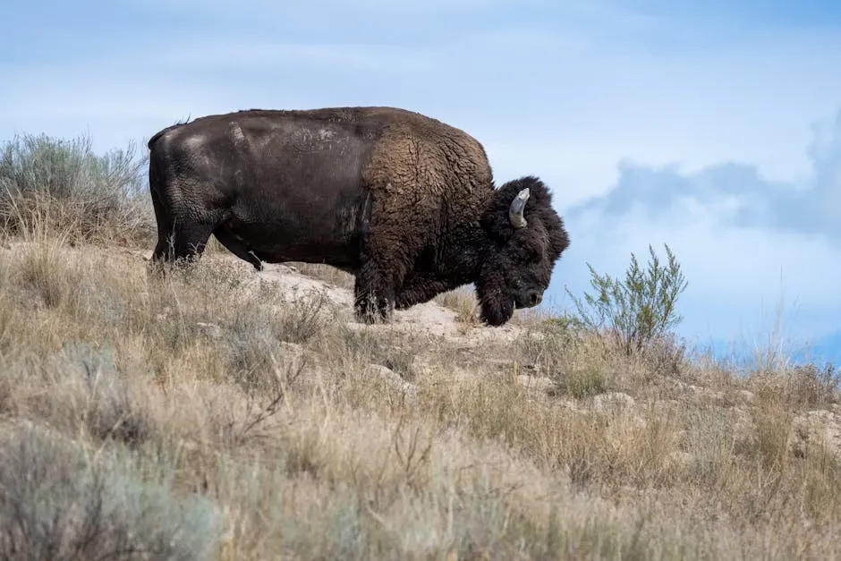 Rocky Mountain Arsenal National Wildlife Refuge, Colorado: Bison Near the Skyline (Image Credits: Pexels)