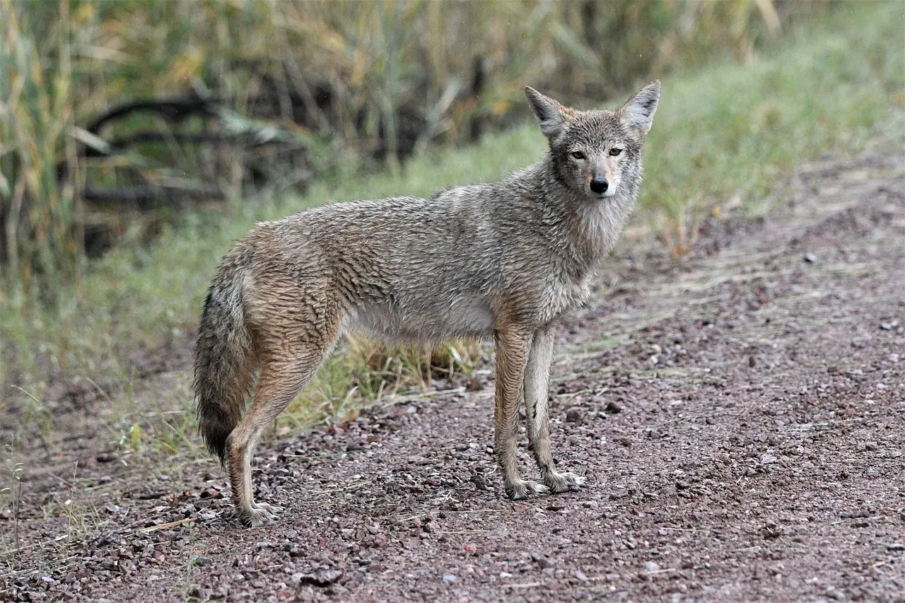 Aries: The Coyote (Image Credits: Pixabay)