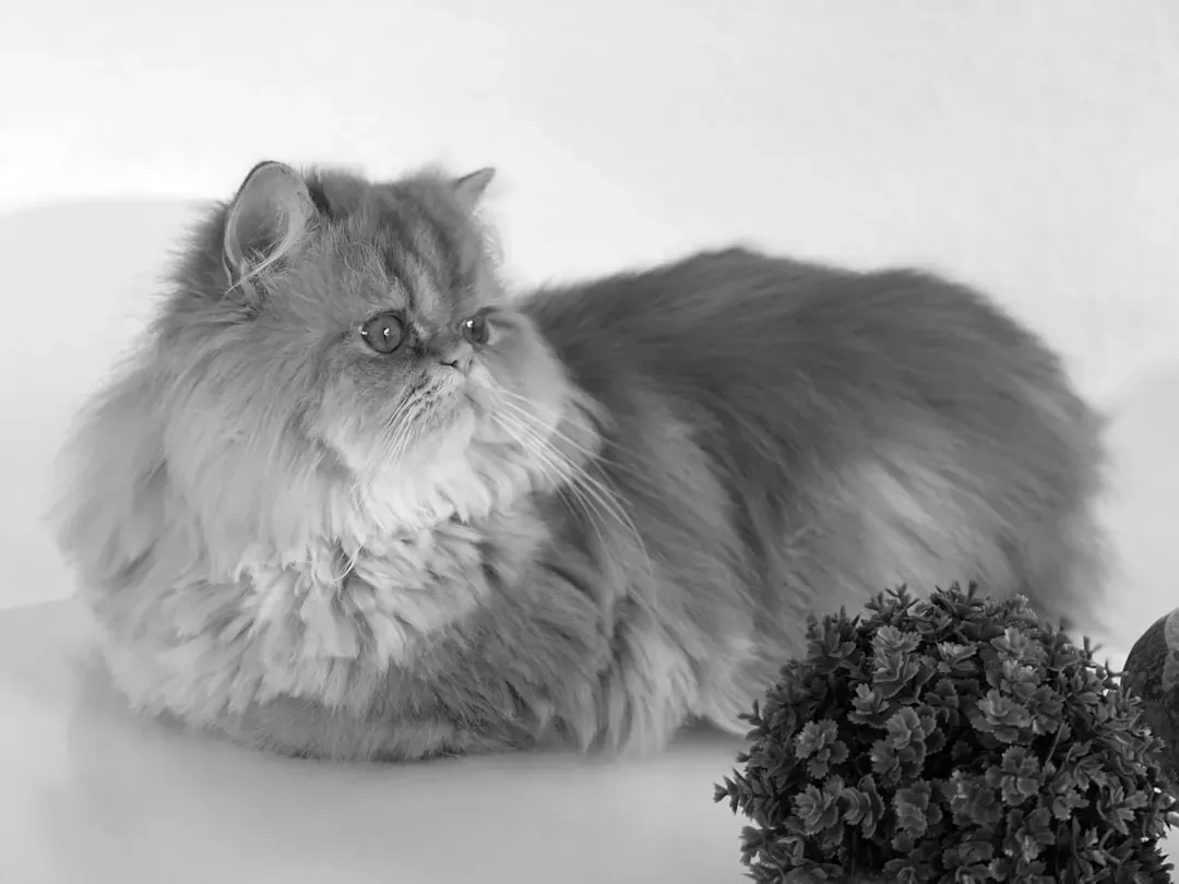 Himalayan (Image Credits: Unsplash)