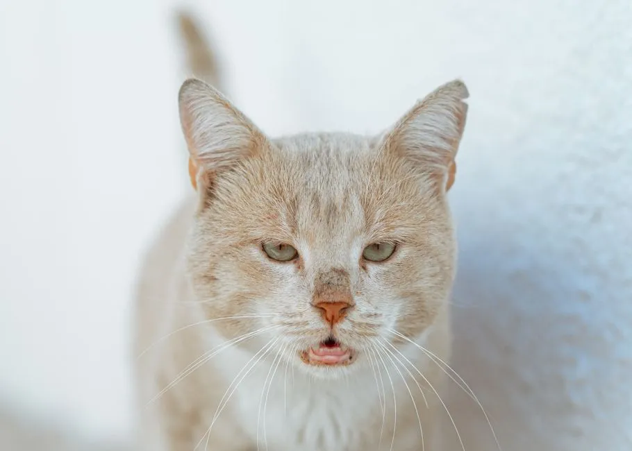 #9 - It Uses Its Voice Differently With You (Image Credits: Pexels)