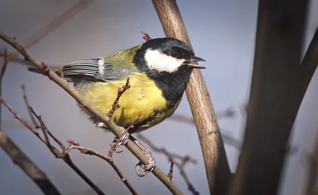 A Living Cultural Archive: How Bird Songs Evolve Across Generations (Image Credits: Flickr)