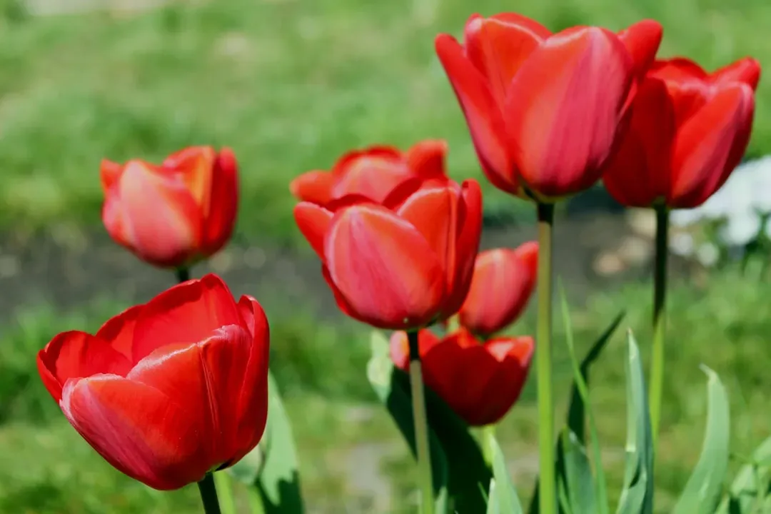 Wild Tulips: Preserving Nature's Color Palette (Image Credits: Unsplash)