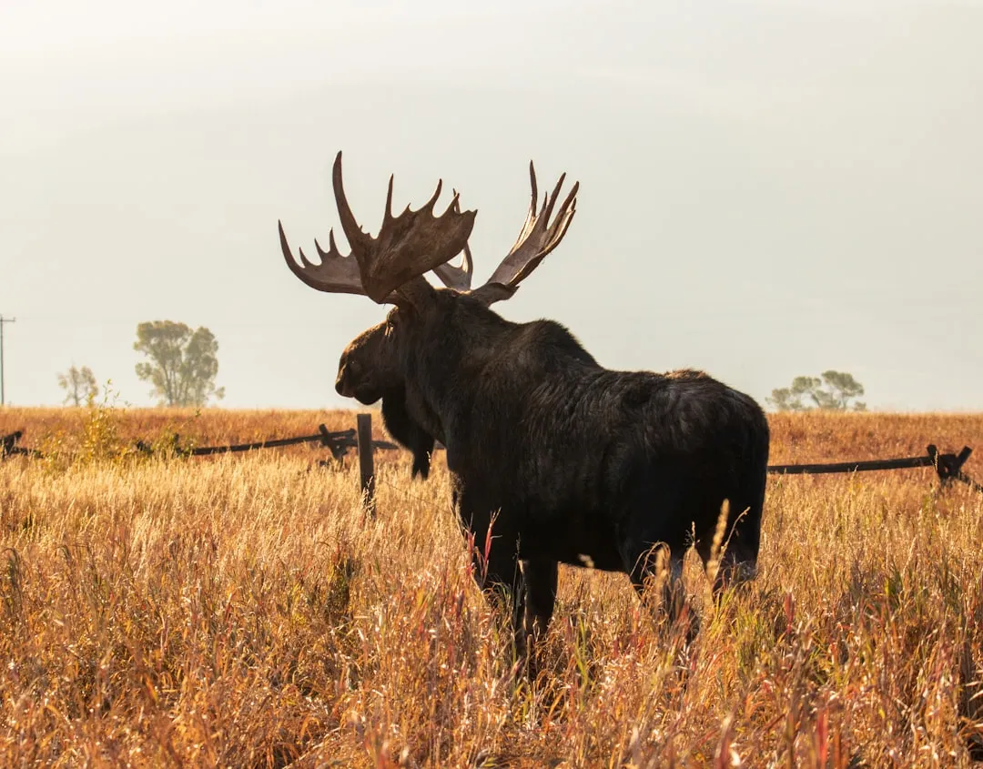 #4 Wyoming: Yellowstone’s Quiet Moose Stronghold (Image Credits: Unsplash)