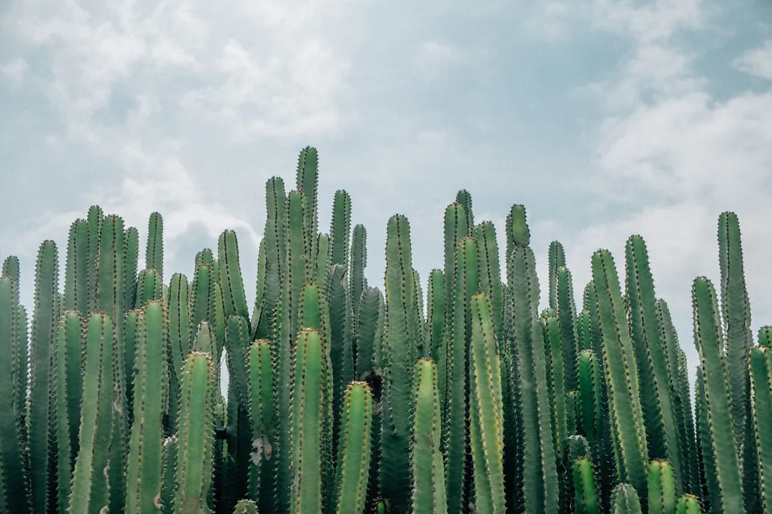 #3: Organ Pipe Cactus National Monument, Arizona - The Desert Written Off for the Wrong Reasons (Image Credits: Unsplash)