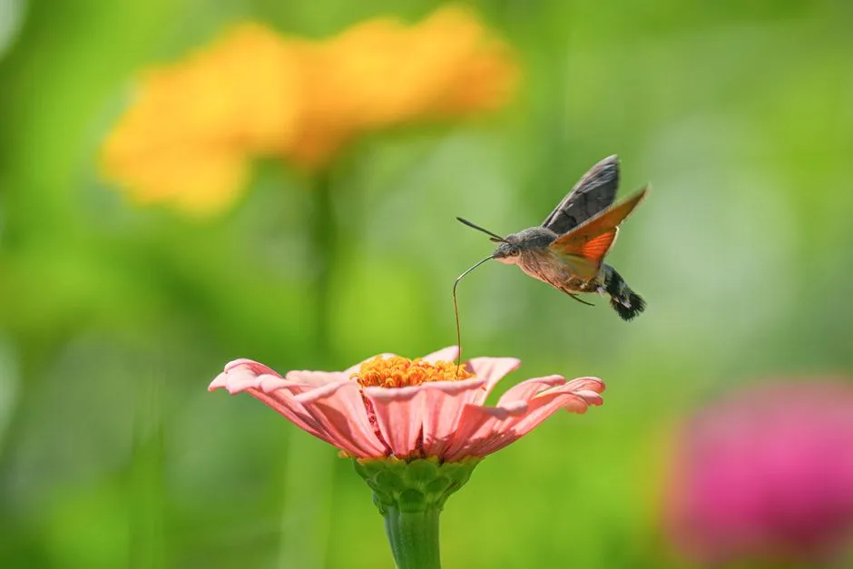 #18 - Hunting Insects Like Tiny, Hyperactive Hawks (Image Credits: Pexels)