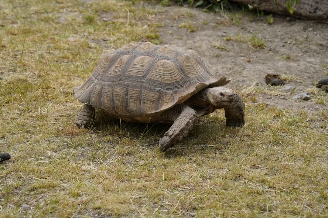 #3 - Tortoises That Follow Their Humans Like Dogs (Image Credits: Unsplash)