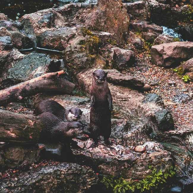 #8 They Explore Together And Learn From One Another (Image Credits: Pexels)