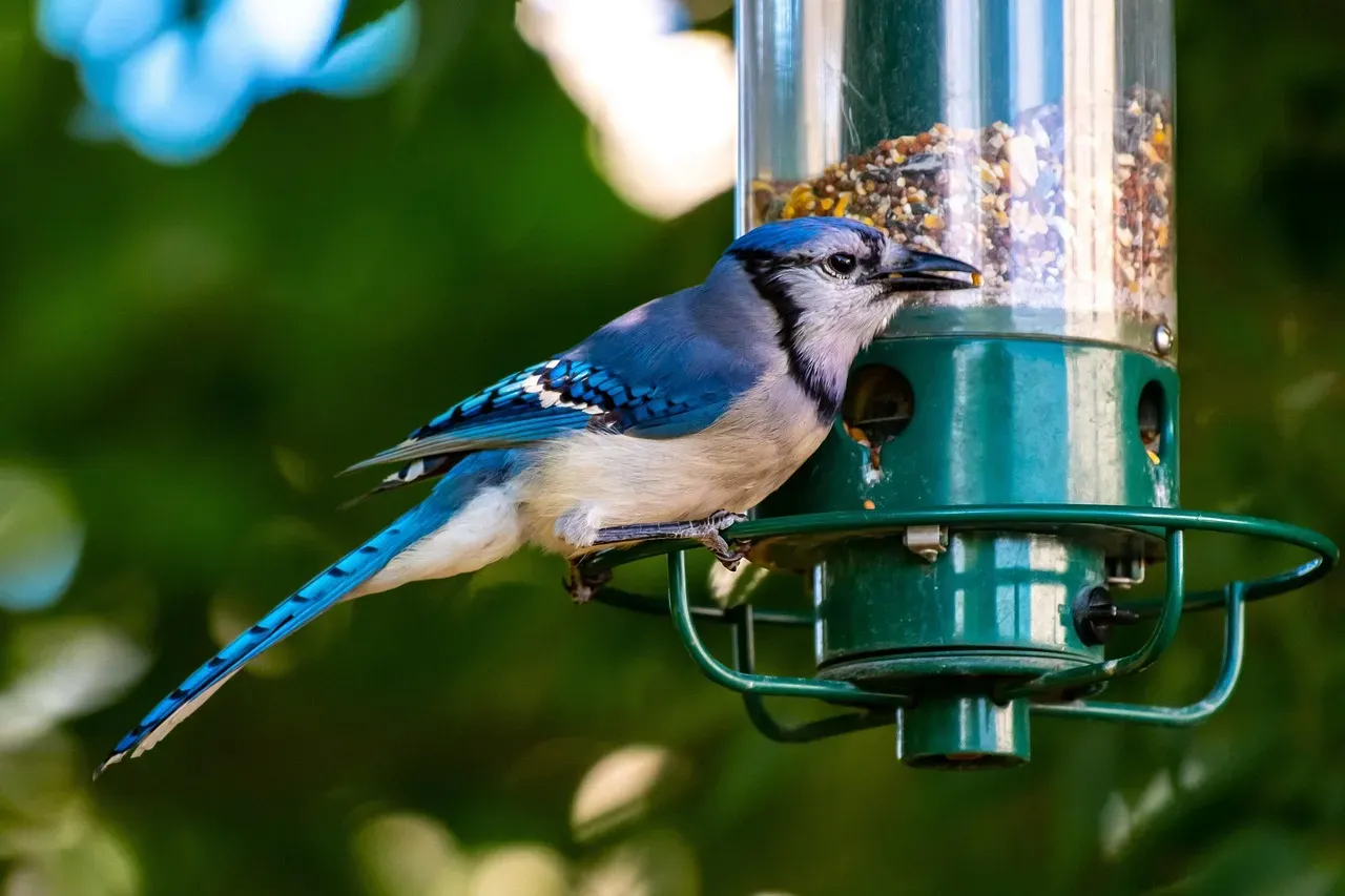 Feeder Dominance That Shifts Other Species (Image Credits: Pixabay)