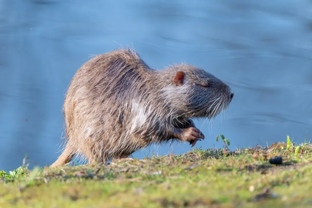 #7 - Their Top Speed Is a Humbling 8 Miles Per Hour (Image Credits: Unsplash)