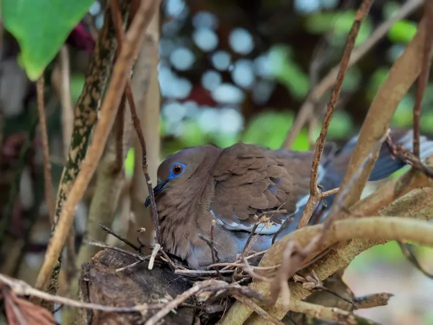 Ideal Nesting Sites (Image Credits: Pexels)