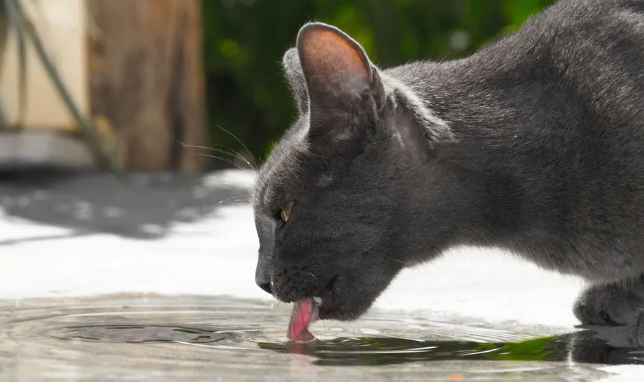 #9 - She's Eating and Drinking Consistently (Image Credits: Pexels)