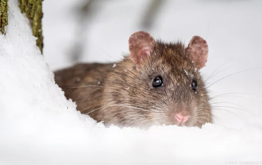 #6. Domestic Rats (Chris "Donny" Donohoe, Flickr, CC BY 2.0)