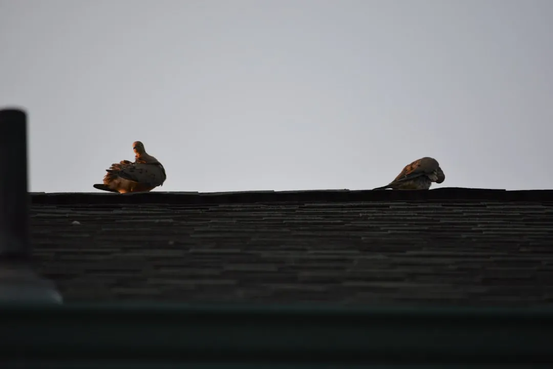 Roof Vents, Gutters, and the Attic Route (Image Credits: Unsplash)