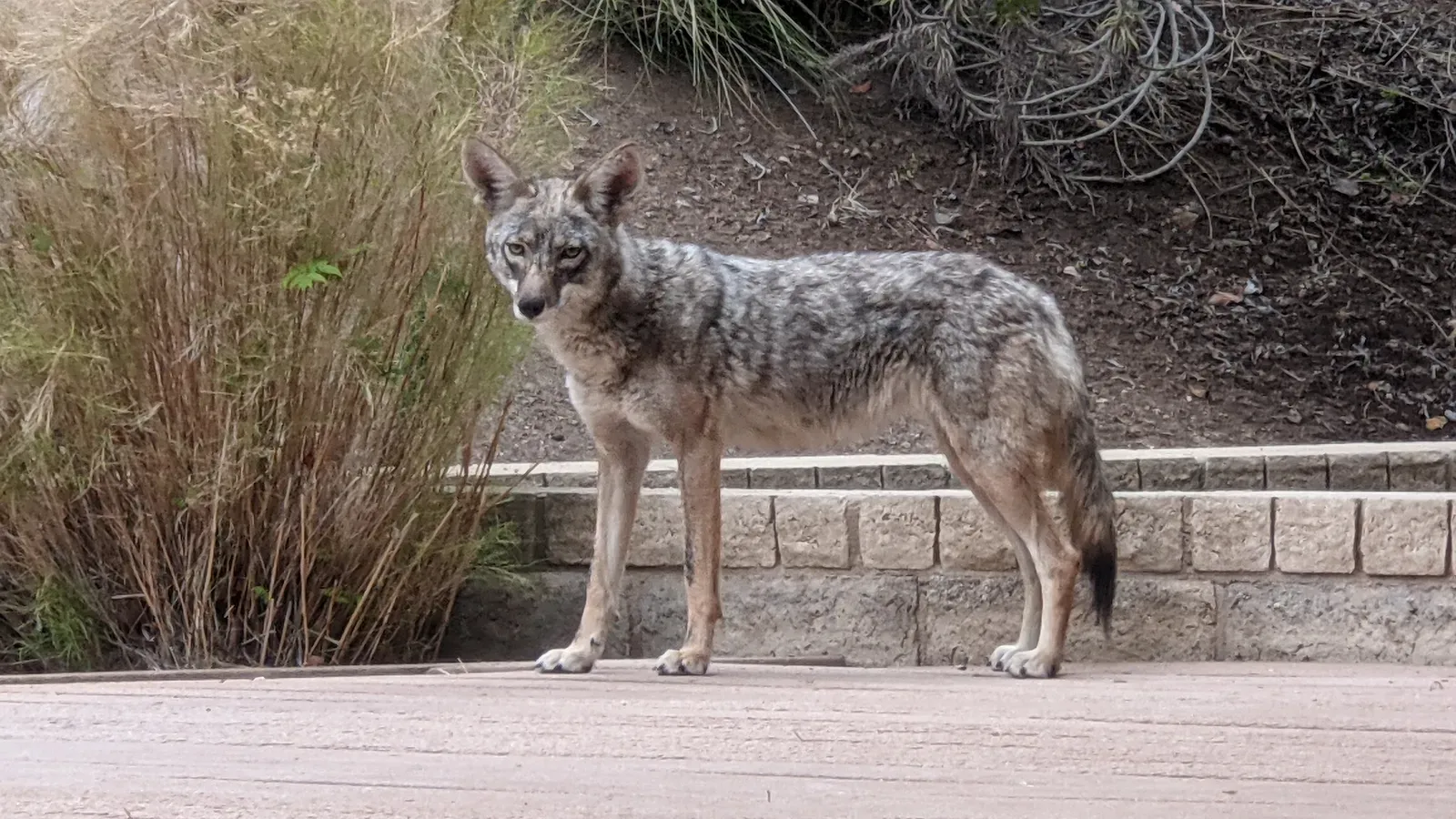 A Species That Earns Its Reputation (By Holly Cheng, CC BY-SA 3.0)
