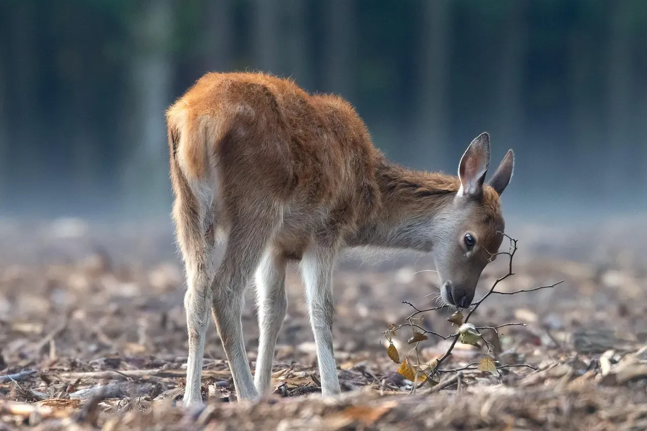 Gemini (May 21 &ndash; June 20): The Deer (Image Credits: Pixabay)