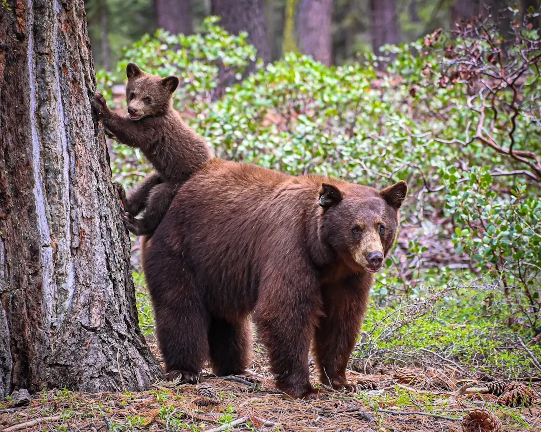 #14. Bear (Image Credits: Unsplash)