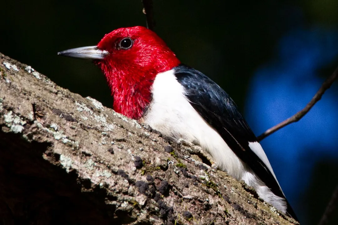 #17 - Red-Headed Woodpecker: The Showstopper Losing Its Stage (Image Credits: Unsplash)