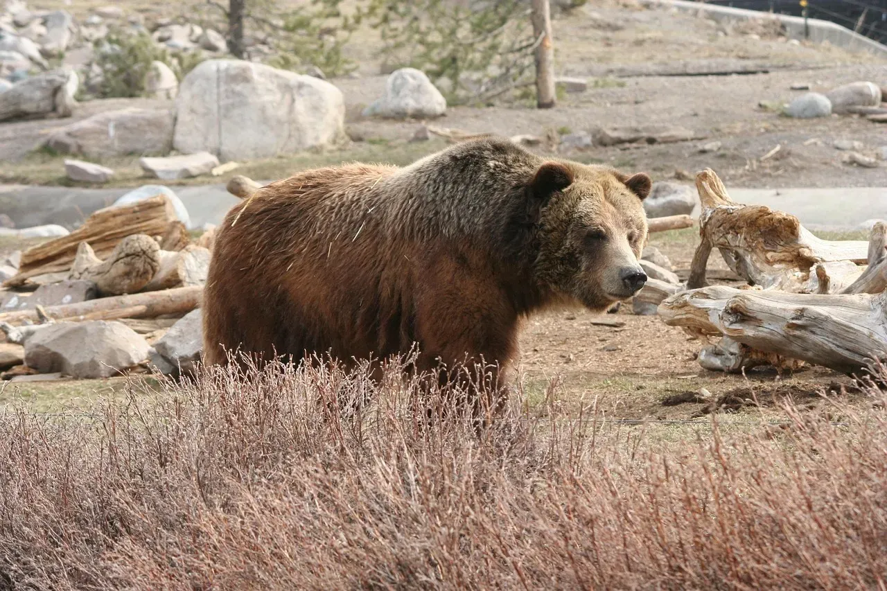 Yellowstone National Park, Wyoming - Grizzly Bears Reclaiming Their Range (Image Credits: Pixabay)