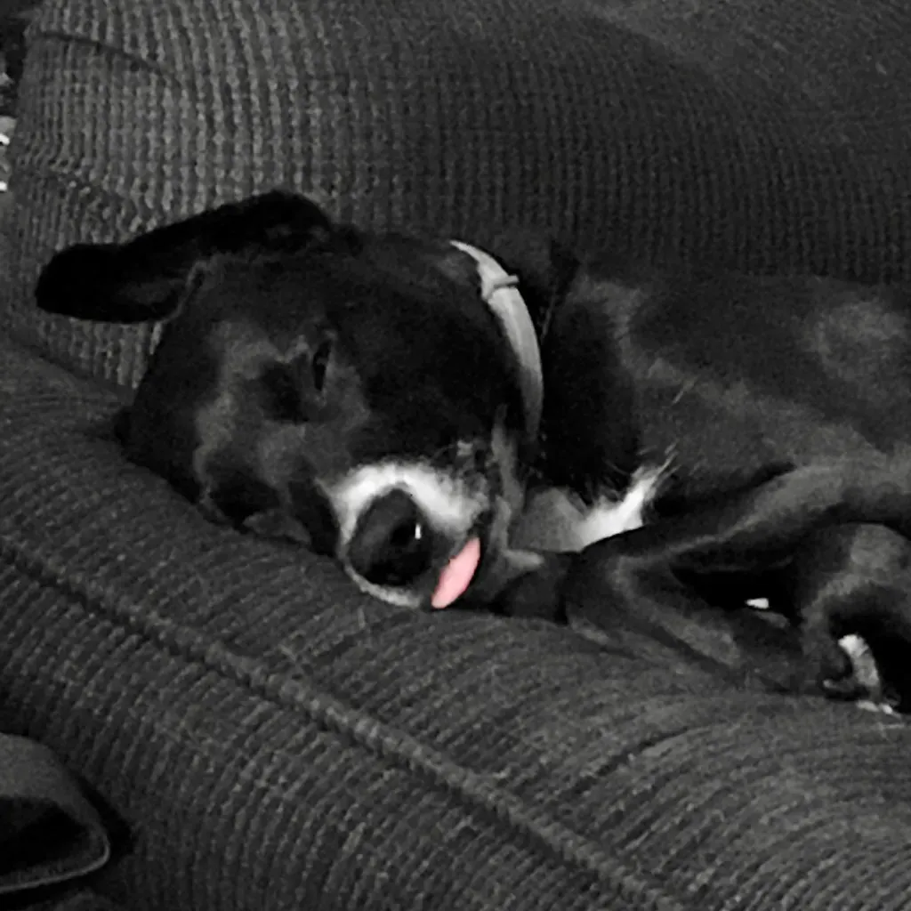 Should You Wake a Dreaming Dog? The Nightmare Question (anokarina, Flickr, CC BY-SA 2.0)