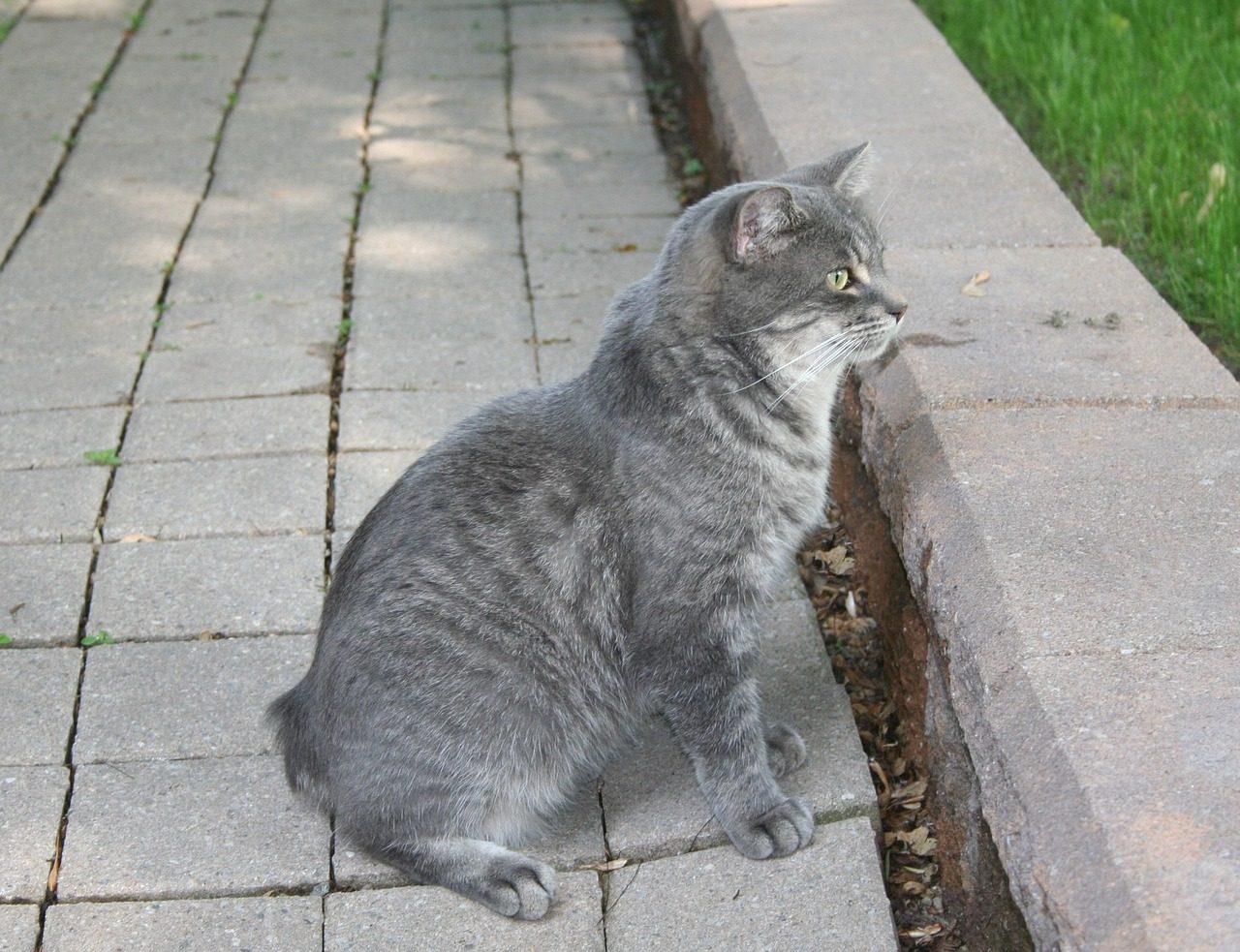 #12 Manx Cats (Image Credits: Pixabay)