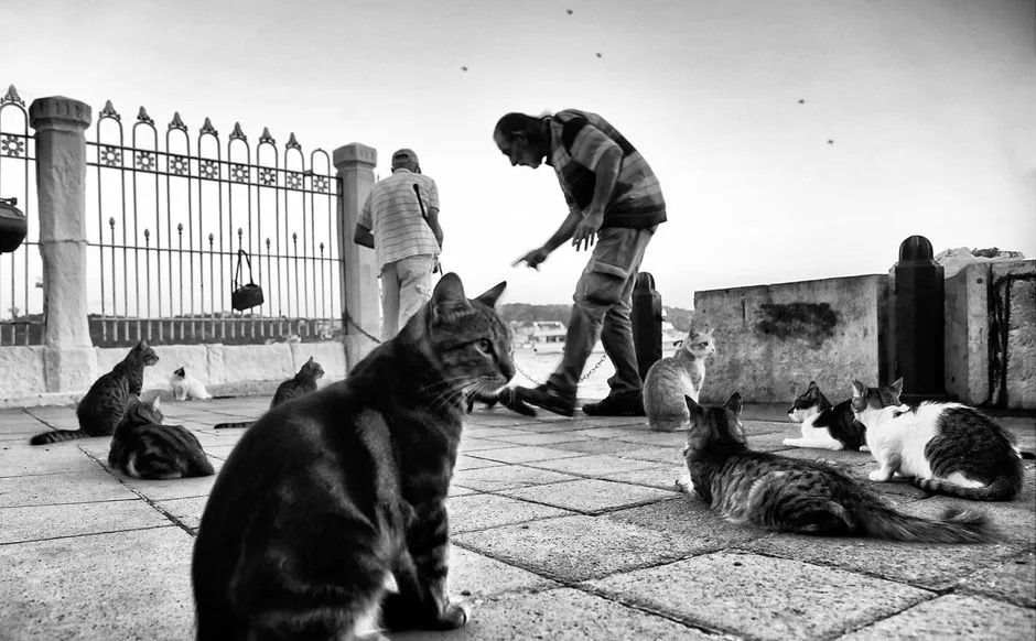 Capricorn: The Responsible Cat Keeper (Image Credits: Pexels)