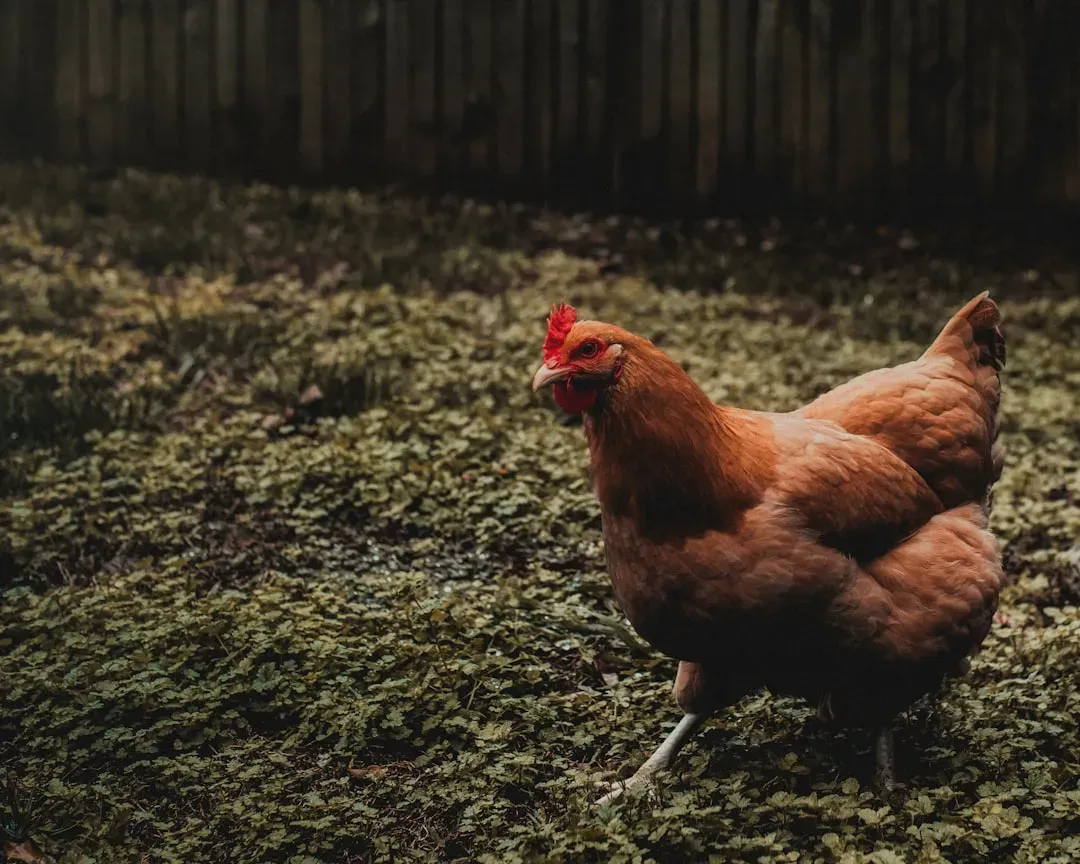 #4. The Buckeye: Ohio's One-of-a-Kind Cold-Hardy Breed (Image Credits: Unsplash)