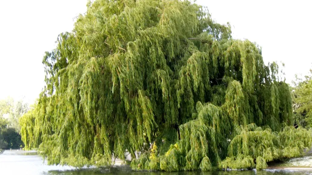 Vegetation Rebounds When Pressure Eases (Image Credits: Flickr)