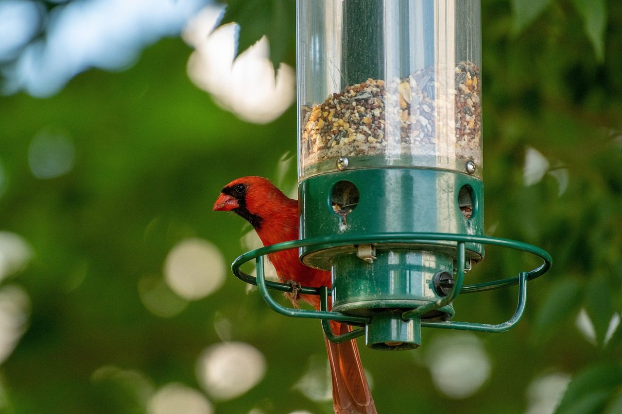 Position Feeders Near Natural Cover (Image Credits: Pixabay)