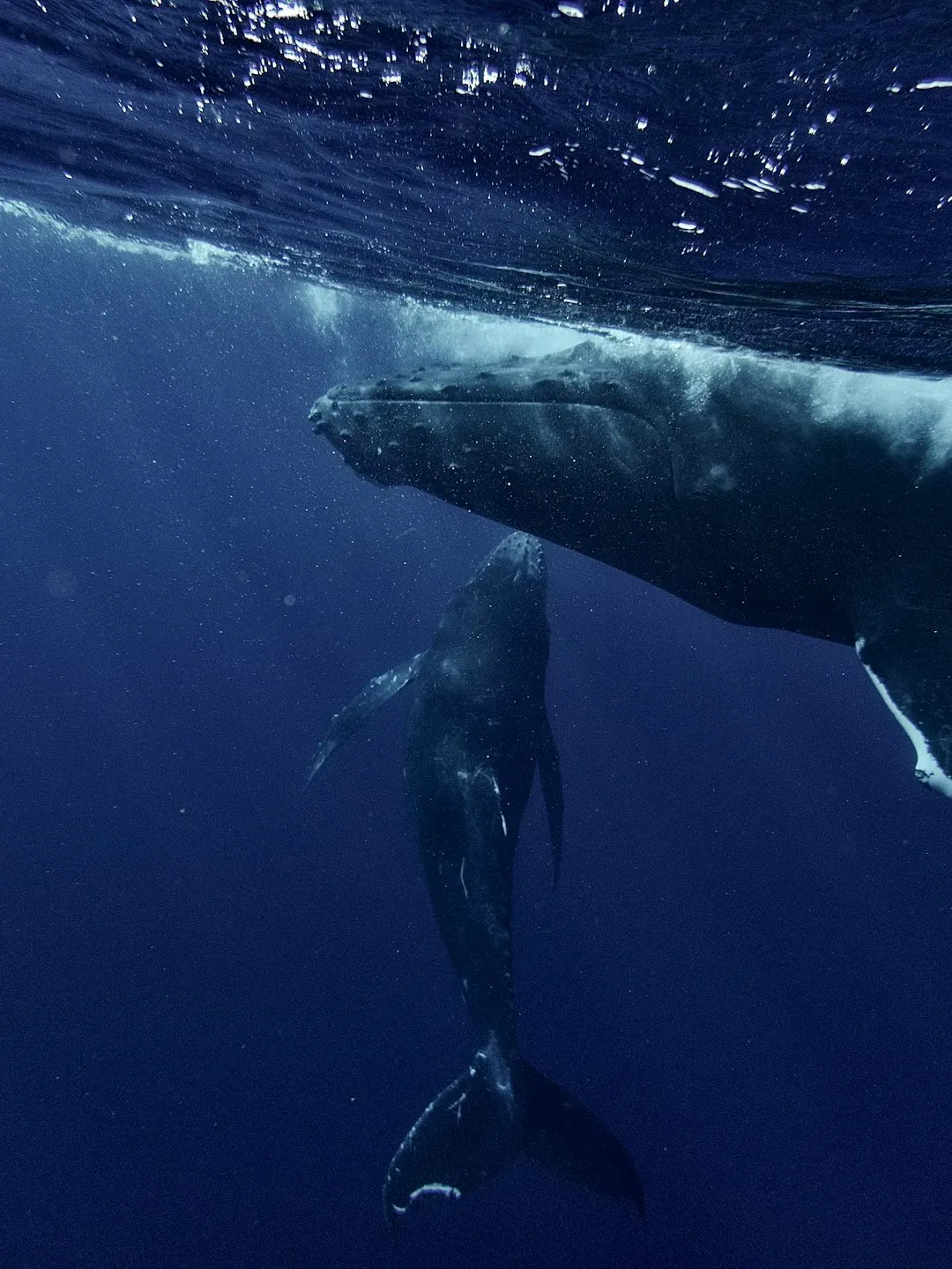 Conclusion: One Whale, One Calf, One Chance (Image Credits: Unsplash)