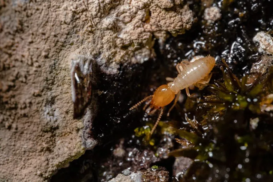4. Frass: Termite Droppings (Image Credits: Pexels)