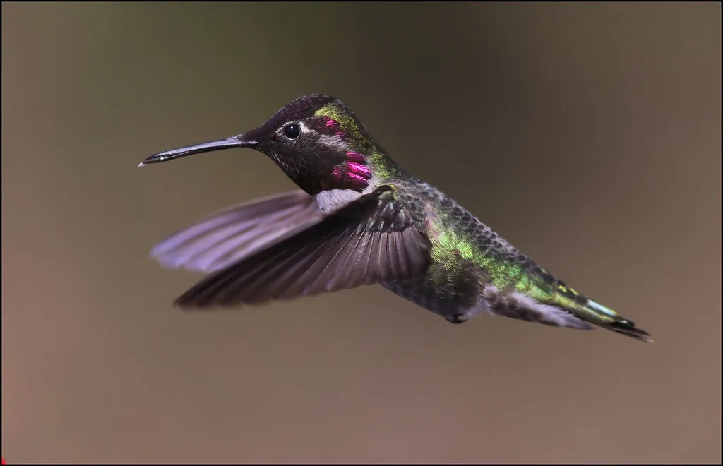 #7 - Early-Morning Insect Hunting, Their Overlooked Protein Fix (winnu, Flickr, CC BY 2.0)
