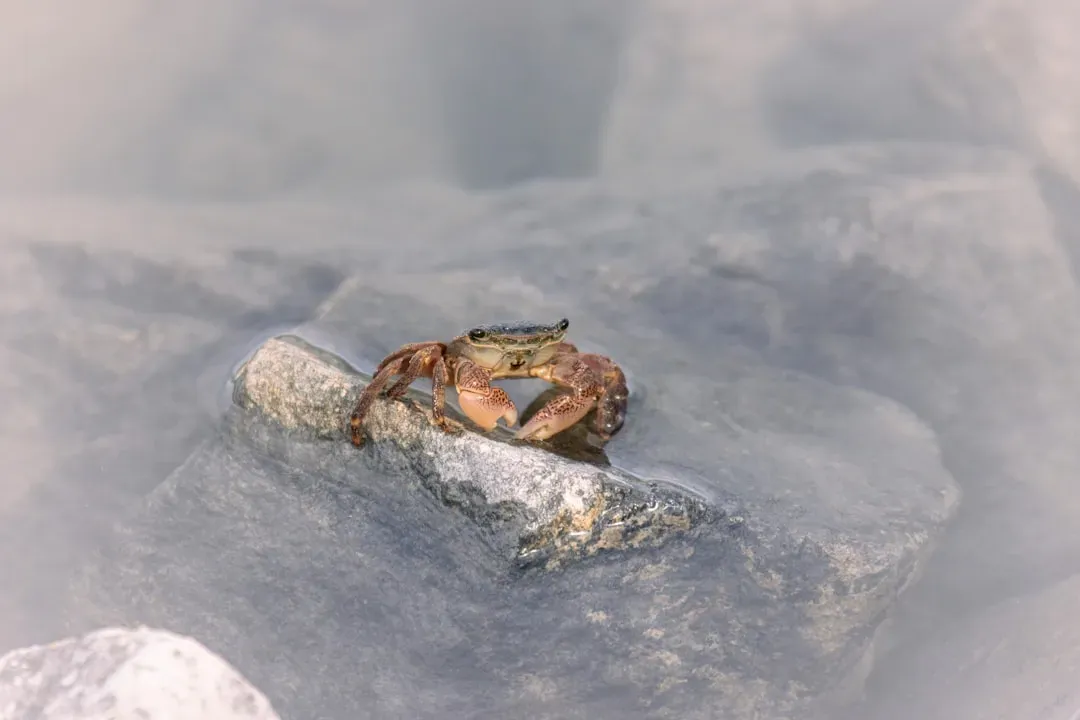 Wood Frog: The Frozen Survivor (Image Credits: Unsplash)